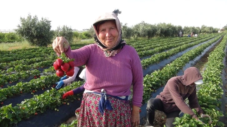 Mersin'den 20'ye Yakın ülkeye Silifke Çileği İhracatı Başladı