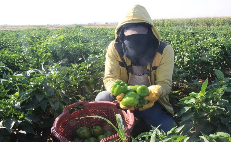 Suriye sınırında en acı hasat