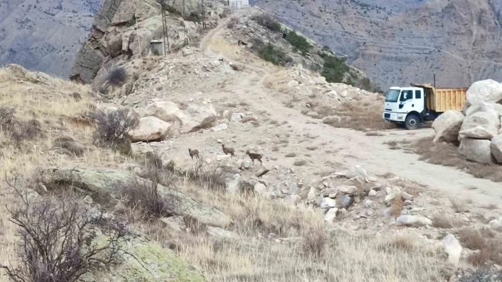 Erzurum'da Nadir Görülen Dağ Keçileri İlçe Merkezine İnmeye Başladı