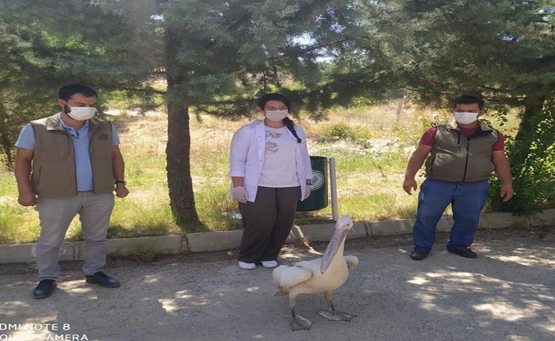 Yorgun düşen pelikan yoğun bakıma alındı