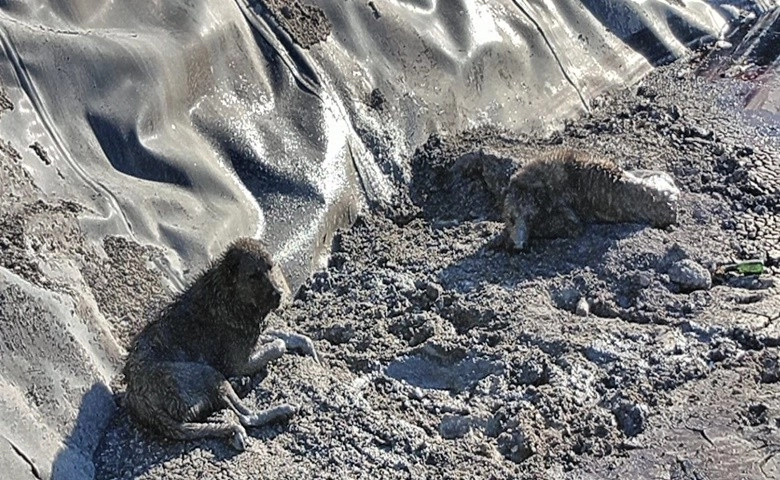 Zifte saplanan köpekler kurtarıldı  