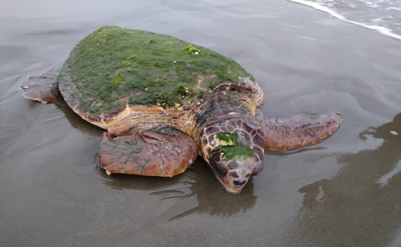 Sahilde yaralı Caretta Caretta bulundu  