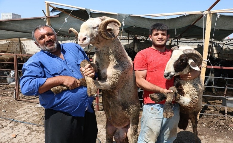 Kahramanmaraş’ta kurbanlıklar pazara indi