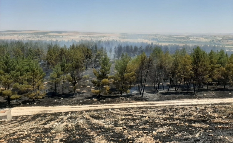 Gaziantep'te orman yangını