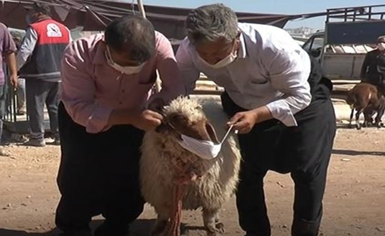 Aldığı kurbanlığa virüs bulaşmasın diye maske taktı