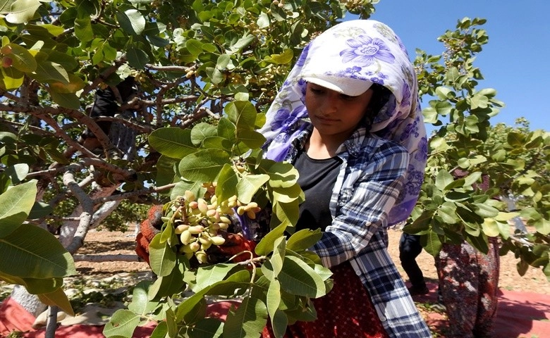 Antep Fıstığında hasad sezonu başlıyor