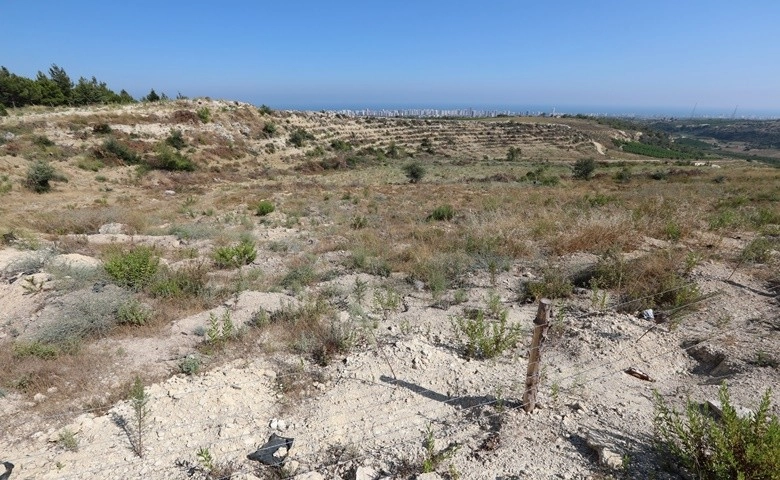 Mersin'de kesilen ormanlık araziler yeniden ağaçlandırılıyor  