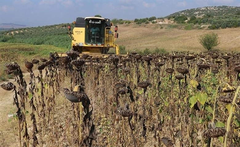 Osmaniye'de ayçiçeğinde bu yıl 18 bin ton verim bekleniyor  