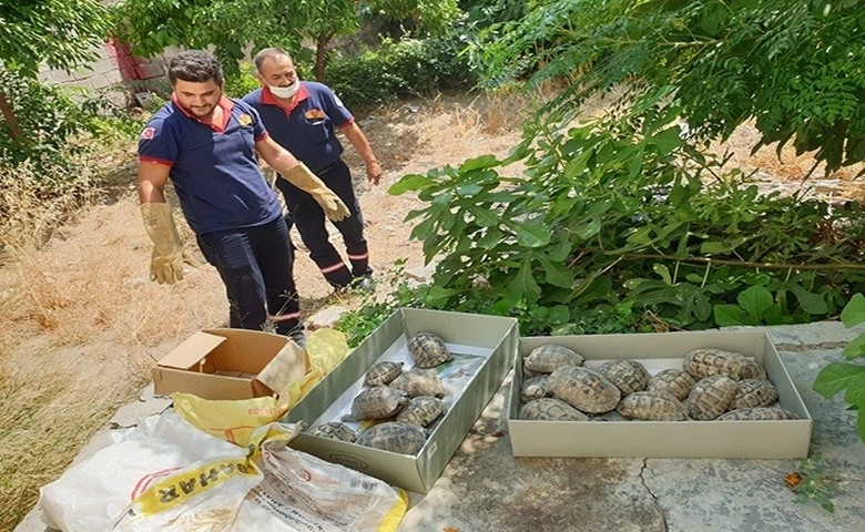 Evin bahçesini onlarca kaplumbağa bastı