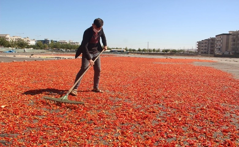 Şanlıurfa isotunun acı telaşı başladı  