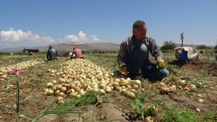  Hatay’da yeni mahsul soğan tarlada 9-10 liradan alıcı buluyor