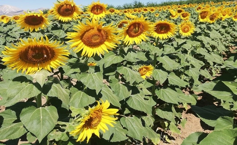 Gölbaşı ilçesinde ayçiçeği hasadı başladı  