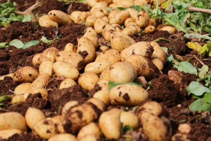 Adana'da Turfanda patates hasadı başladı