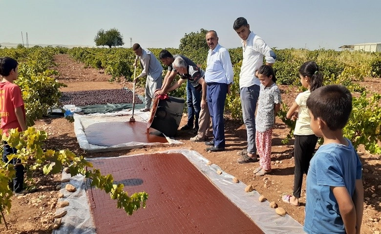 Bağlar pestil tarlasına döndü