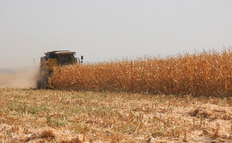 Kilis’te mısır hasadı başladı