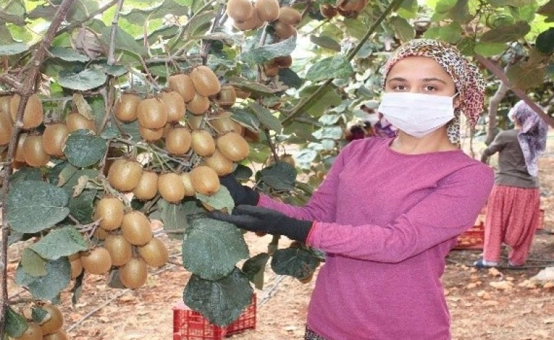 Mersin’de yetiştirilin kivi çiftçilerin gözdesi oldu