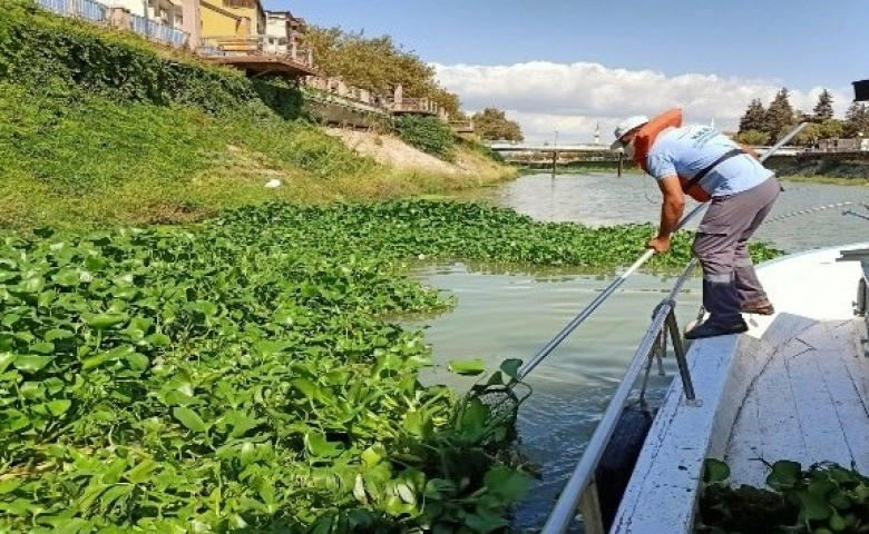 Asi Nehri’nde su sümbülleriyle mücadele sürüyor.