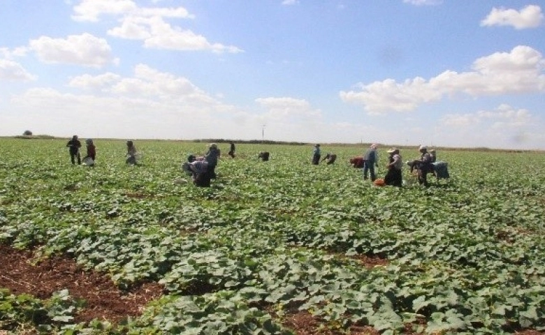 Kilis'te turşuluk hıtta acur zamanı