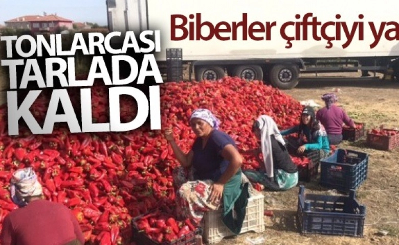 Biber çiftçiyi yaktı...Tonlarcası tarlada kaldı