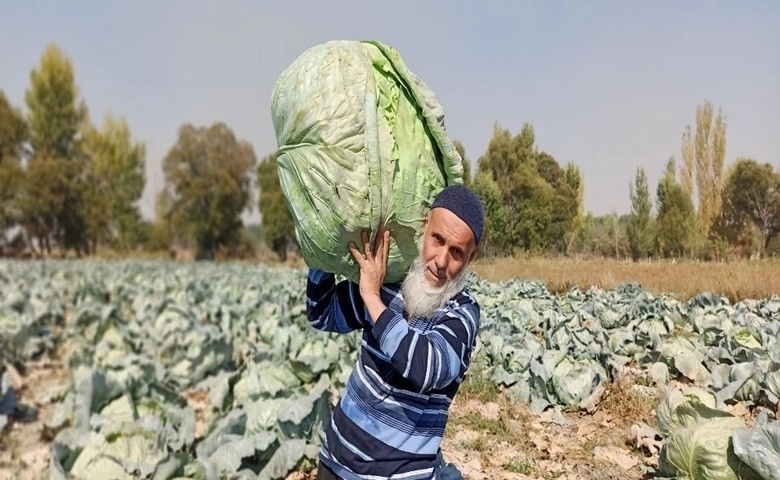 Dev lahanaların hasadı başladı  