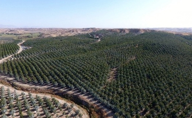 Adıyaman'da Türkiye'nin en büyük kapama ceviz bahçesinde hasat başladı