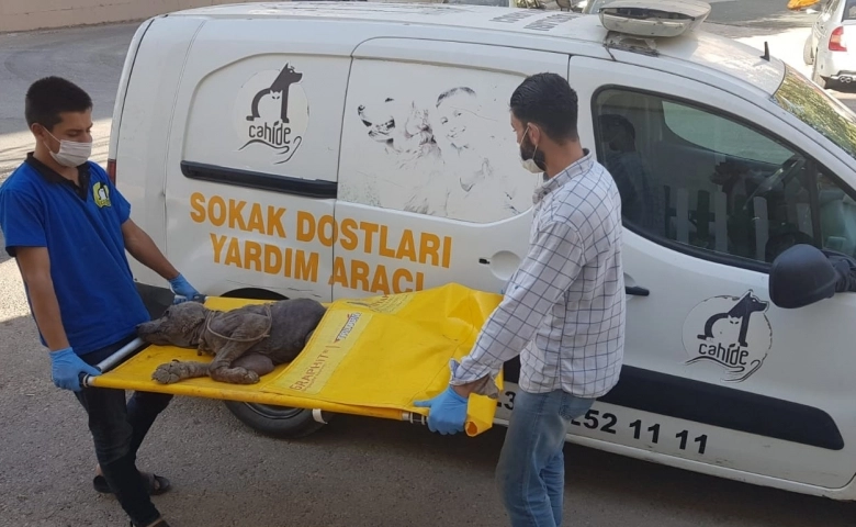 Gaziantep'te CAHİDE acı çeken köpeğe sahip çıktı