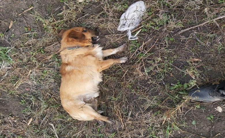 Bursa’da yumurtasını çalan yavru köpeği pompalı tüfekle vurarak öldürdü