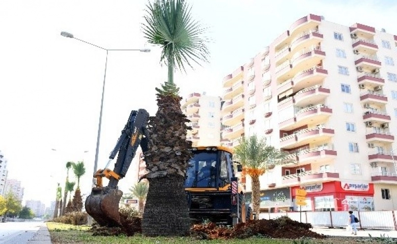 Mersin’de sökülen 113 ağaç yeni yerlerine dikiliyor