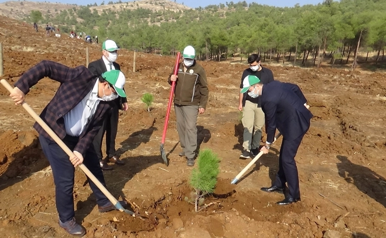 Suriye sınırında 300 bin fidan dikiliyor