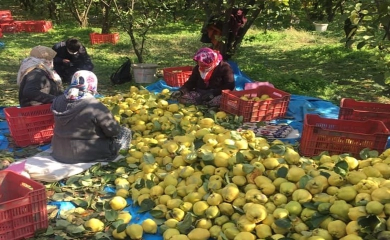 Kahramanmaraş’ta ayva hasadı  