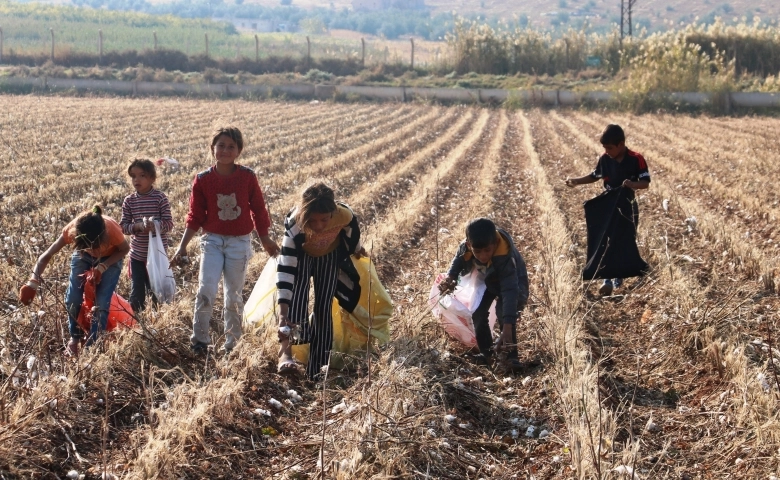 Tarlada kalan kirli pamuklar geçim kaynağı oldu