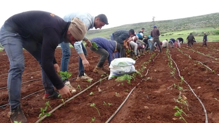 Kilis'te Zor şartlarda çalışan çiftçiler, 1 Mayısta tarlalarını boş bırakmadı