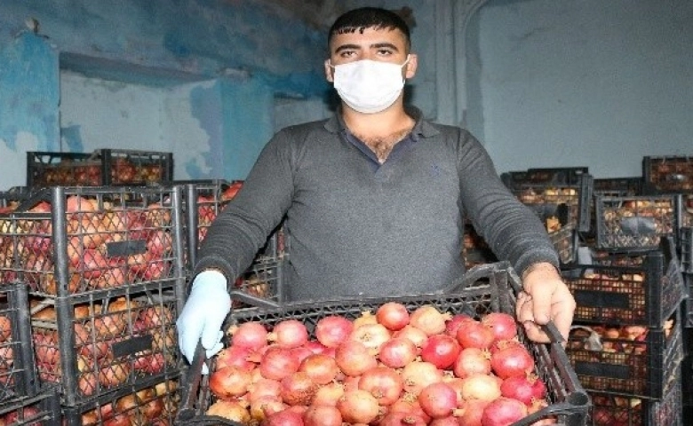 Nar’a talep artıyor, vücudda bağışıklığı güçlendiriyor