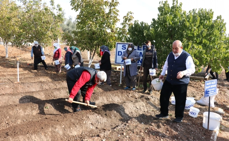 Kahramanmaraş'ta Salep tohumları toprakla buluştu