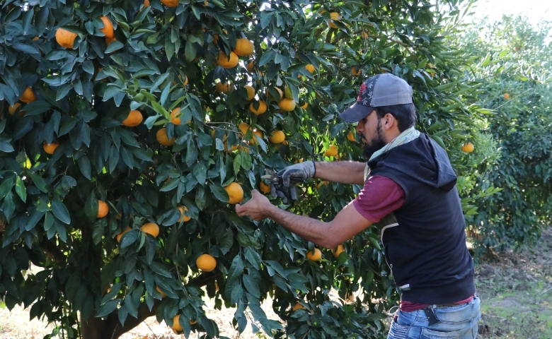 Adana'da Narenciye yüz güldürdü