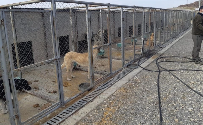 Kilis'te Geçici Hayvan Bakim evinde denetim