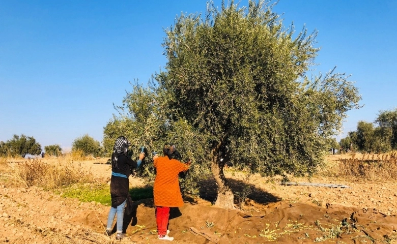 Kısıtlamadan muaf olan tarım işçileri sınırda zeytin topladı