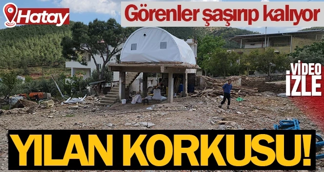 Deprem bölgesinde yılan korkusu