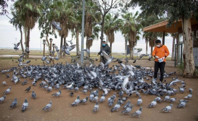 Mersin’de sokak hayvanları için büyükşehir görevde