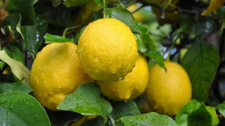 Mersin'de Limonda hasat sonu, üreticide ucuz, markette pahalı