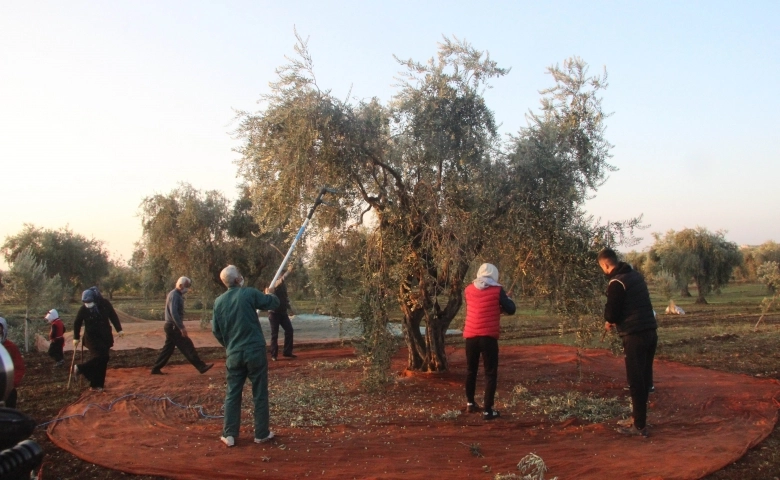 Zeytin hasadına yağmur engeli