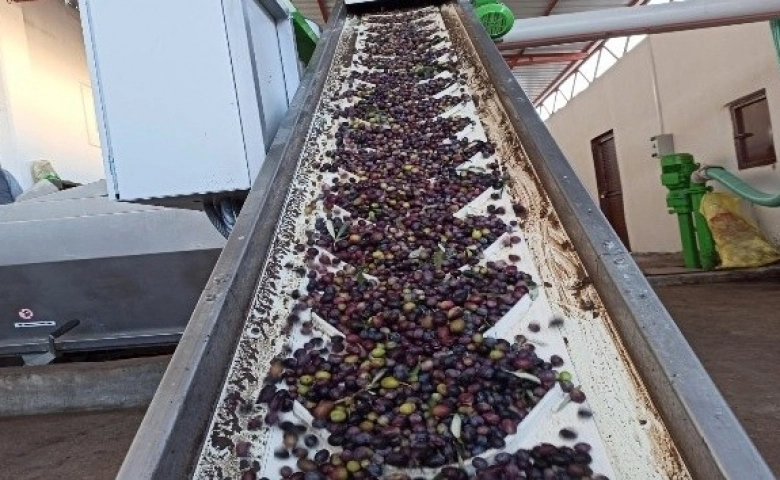 Zeytin bahçeleri sanayiyi geliştiriyor