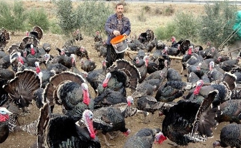 Yılbaşı hindileri el yakıyor