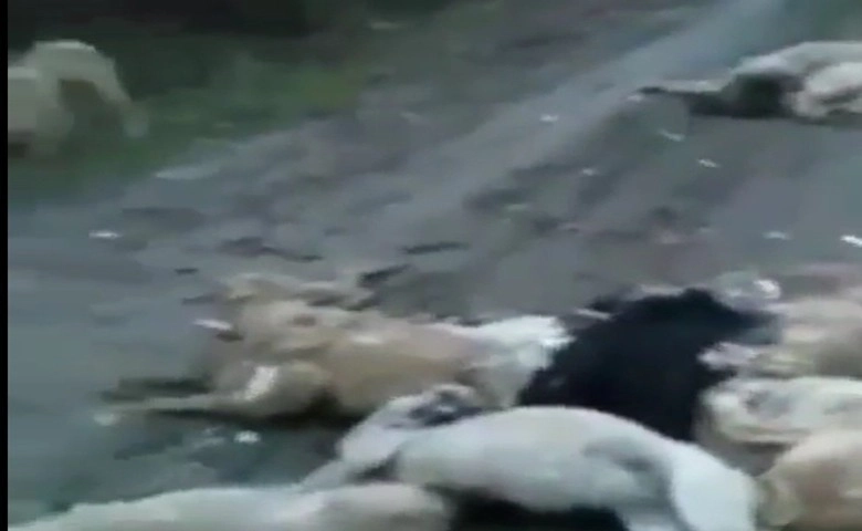 50’ye yakın köpek zehirlenip Bursa ormanlarına bırakıldı  