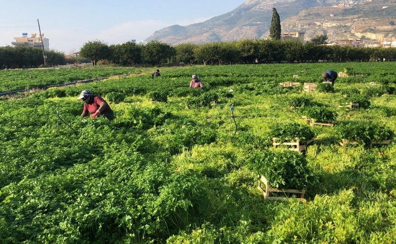 Hatay maydanozuna korona engeli