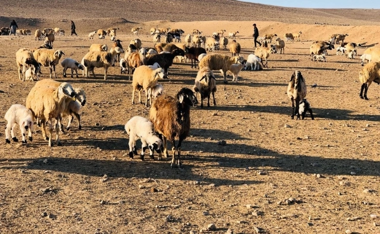 Şanlıurfa’da göçerler mera alanı bulamıyor