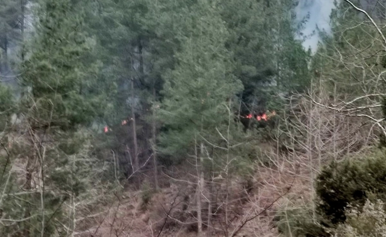 Osmaniye’de orman yangını