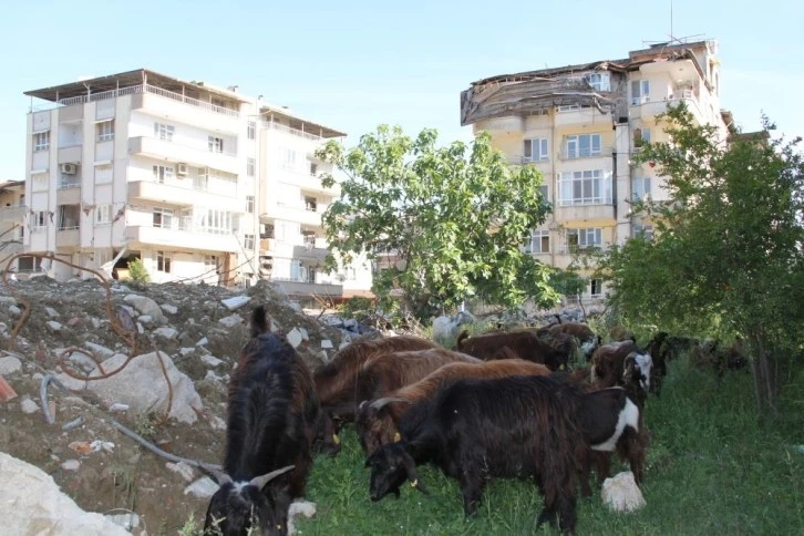 Hatay sokakları keçilere kaldı