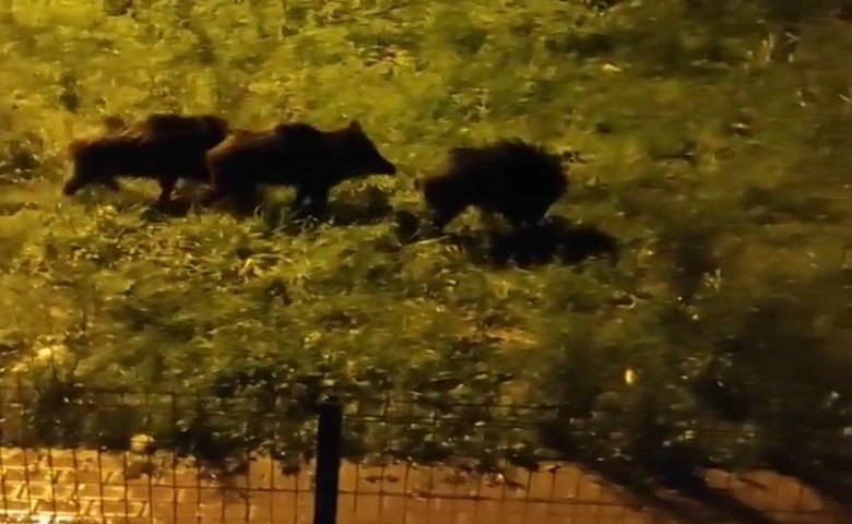 Bursa'da  domuz sürüsü şehre indi  