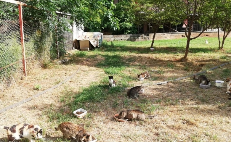 Mersin'de kısıtlamada sokak hayvanları unutulmuyor